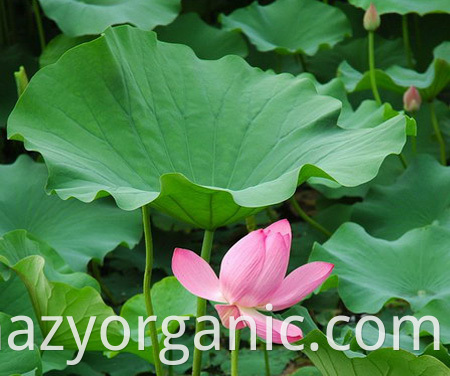 Nuciférine naturelle pure 2% 5% nelumbo nucifera poudre fraîche d'extrait de feuille de lotus